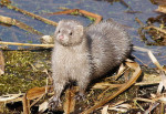 Norek americký foto Wikimedia Commons Autor Wojciech Uszak