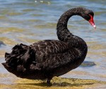 černá labuť  Wikimedia Commons