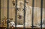 bílí lvi foto zoo