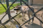 pis-alarmuje-osly-kopuluja-w-zoo Foto Przemysław Szyszka